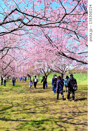 桜並木の綺麗な北浅羽桜堤公園 早咲きの安行寒桜 桜並木の綺麗な北浅羽桜堤公園 早咲きの安行寒桜 138308154