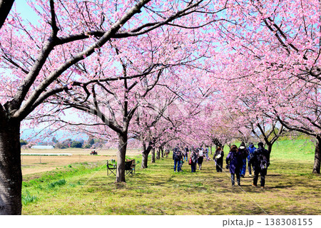 桜並木の綺麗な北浅羽桜堤公園 早咲きの安行寒桜 桜並木の綺麗な北浅羽桜堤公園 早咲きの安行寒桜 138308155