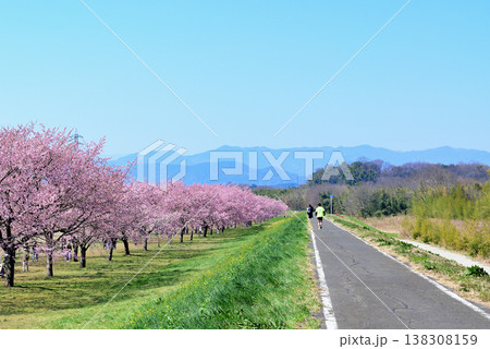 桜並木の綺麗な北浅羽桜堤公園 早咲きの安行寒桜 桜並木の綺麗な北浅羽桜堤公園 早咲きの安行寒桜 138308159
