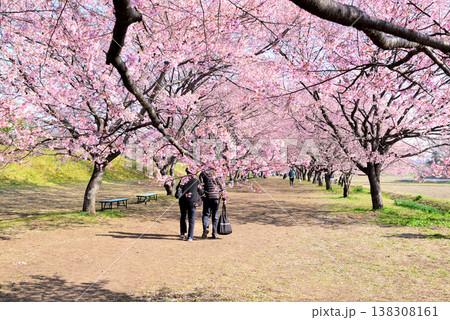 桜並木の綺麗な北浅羽桜堤公園 早咲きの安行寒桜 桜並木の綺麗な北浅羽桜堤公園 早咲きの安行寒桜 138308161