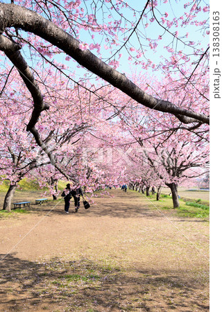 桜並木の綺麗な北浅羽桜堤公園 早咲きの安行寒桜 桜並木の綺麗な北浅羽桜堤公園 早咲きの安行寒桜 138308163