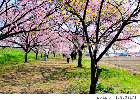 桜並木の綺麗な北浅羽桜堤公園 早咲きの安行寒桜 桜並木の綺麗な北浅羽桜堤公園 早咲きの安行寒桜 138308171