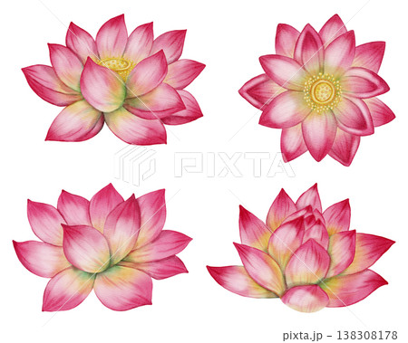 Set of watercolor illustrations of pink lotuses and buds. Hand-drawn botanical illustration of water lilies, isolated on a white background. Floral elements for wedding invitations, greeting cards 138308178