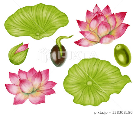 Watercolor botanical collection of pink lotus flowers, green leaves and seeds. Hand drawn elements of life cycle of water lily isolated.  Floral elements for wedding invitations, greeting cards 138308180
