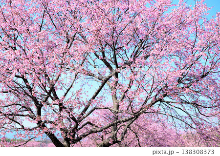 桜並木の綺麗な北浅羽桜堤公園 早咲きの安行寒桜 桜並木の綺麗な北浅羽桜堤公園 早咲きの安行寒桜 138308373