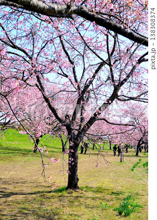 桜並木の綺麗な北浅羽桜堤公園 早咲きの安行寒桜 桜並木の綺麗な北浅羽桜堤公園 早咲きの安行寒桜 138308374