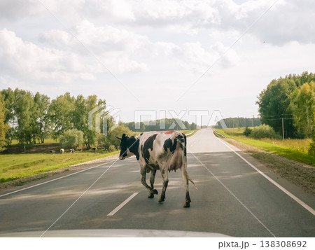 Cow walking across asphalt road. Spotted animal crossing country highway during summer trip. Livestock hazard on rural transport route. Nature and agriculture concept in scenic landscape. 138308692