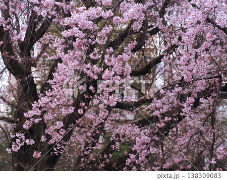 六義園の満開の枝垂れ桜 138309083