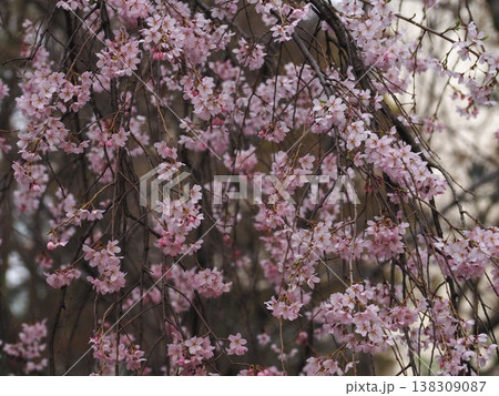 六義園の満開の枝垂れ桜 138309087