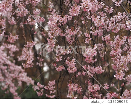 六義園の満開の枝垂れ桜 六義園の満開の枝垂れ桜 138309088