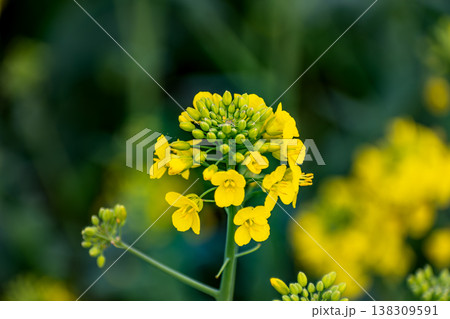 Rapeseed flower in a field at springtime, colza, brassica napus Rapeseed flower in a field at springtime, colza, brassica napus 138309591