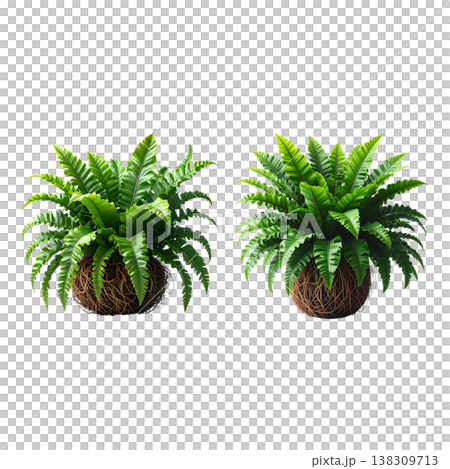 An image of a solitary green fern against a white background. An image of a solitary green fern against a white background. 138309713