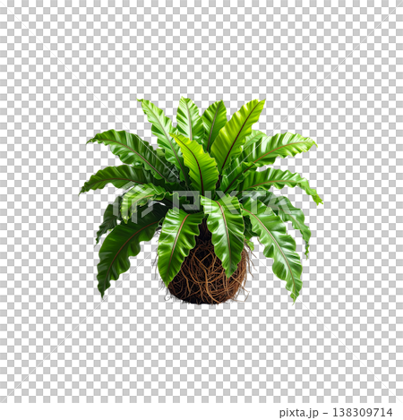 An image of a solitary green fern against a white background. An image of a solitary green fern against a white background. 138309714