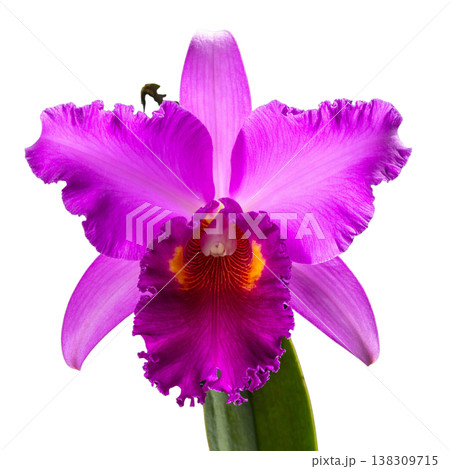 A close-up image of purple and pink orchids in full bloom, their vibrant petals and green leaves contrasting against a white background. 138309715