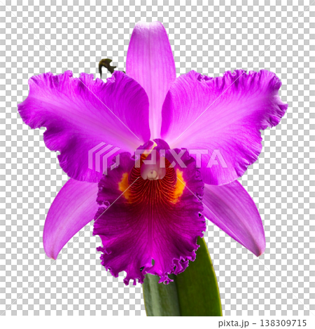 A close-up image of purple and pink orchids in full bloom, their vibrant petals and green leaves contrasting against a white background. A close-up image of purple and pink orchids in full bloom, their vibrant petals and green leaves contrasting against a white background. 138309715