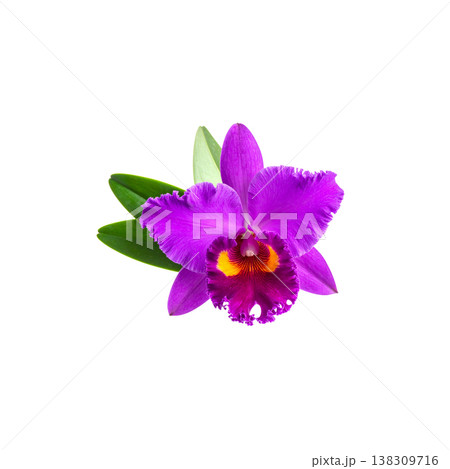 A close-up image of purple and pink orchids in full bloom, their vibrant petals and green leaves contrasting against a white background. 138309716