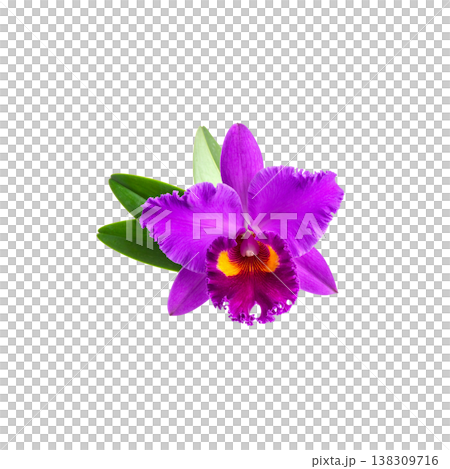 A close-up image of purple and pink orchids in full bloom, their vibrant petals and green leaves contrasting against a white background. A close-up image of purple and pink orchids in full bloom, their vibrant petals and green leaves contrasting against a white background. 138309716