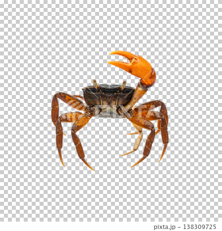 An image of a single red crab with sharp claws against a white background. 138309725