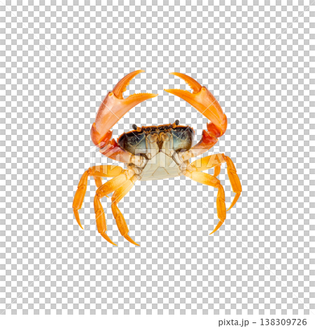 An image of a single red crab with sharp claws against a white background. 138309726