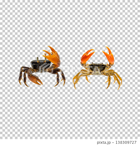 An image of a single red crab with sharp claws against a white background. 138309727