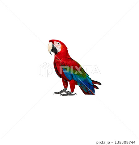 A bright red and yellow macaw perched there. 138309744