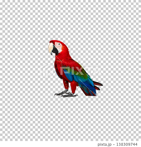 A bright red and yellow macaw perched there. 138309744
