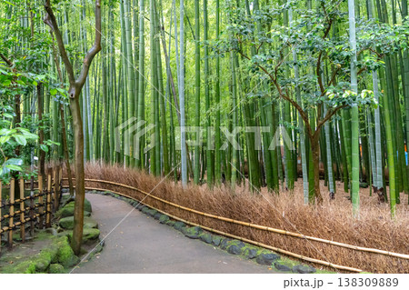 Bamboo forest at Hokoku-ji Shrine in Kamakura, Japan Bamboo forest at Hokoku-ji Shrine in Kamakura, Japan 138309889