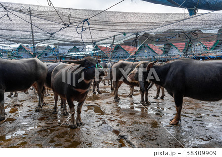 Buffaloes at Pasar Bolu market in Rantepao, Toraja, Sulawesi, Indonesia Buffaloes at Pasar Bolu market in Rantepao, Toraja, Sulawesi, Indonesia 138309909