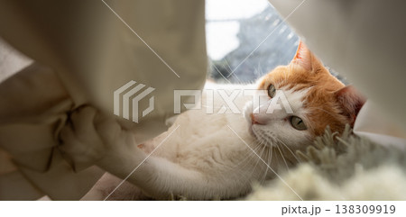 カーテンで遊ぶ猫　茶トラ白 138309919