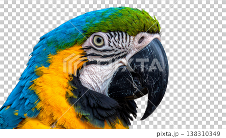 A beautiful blue and yellow macaw against a white background. 138310349