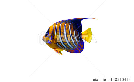 Exotic tropical fish and colorful sea creatures against a white background. Exotic tropical fish and colorful sea creatures against a white background. 138310415
