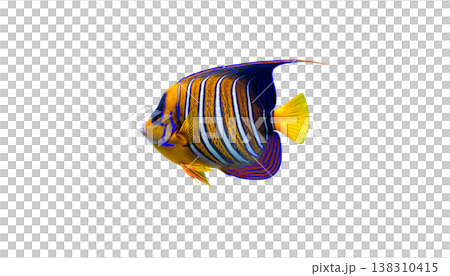 Exotic tropical fish and colorful sea creatures against a white background. 138310415