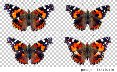 A beautiful butterfly with orange and black wings, standing alone on a white background. A beautiful butterfly with orange and black wings, standing alone on a white background. 138310416