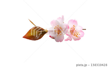 A close-up image of a branch of pink cherry blossoms in full bloom, standing out from a white background. A close-up image of a branch of pink cherry blossoms in full bloom, standing out from a white background. 138310428