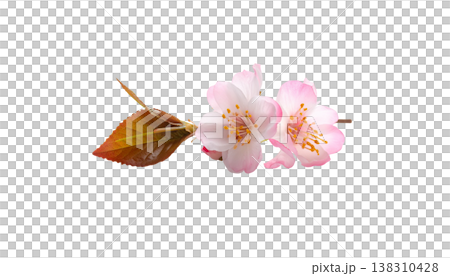 A close-up image of a branch of pink cherry blossoms in full bloom, standing out from a white background. A close-up image of a branch of pink cherry blossoms in full bloom, standing out from a white background. 138310428