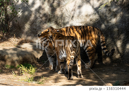 触れ合う二匹のトラ 触れ合う二匹のトラ 138310444