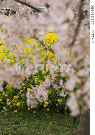 桜と菜の花畑 桜と菜の花畑 138310600