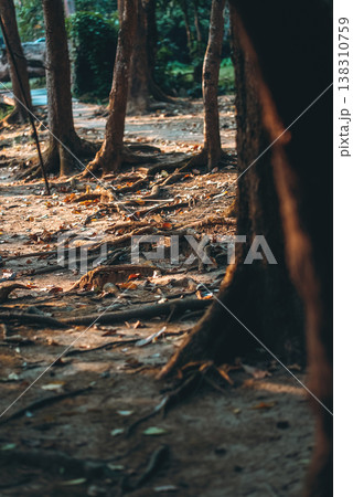 Tree roots spreading forest ground, organic patterns and natural texture in woodland environment, connection, stability and growth in nature Tree roots spreading forest ground, organic patterns and natural texture in woodland environment, connection, stability and growth in nature 138310759