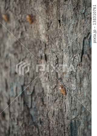Cicada shell on tree bark in macro view showing natural texture and transformation concept, Closeup of insect exoskeleton on rough wood surface with organic minimal composition Cicada shell on tree bark in macro view showing natural texture and transformation concept, Closeup of insect exoskeleton on rough wood surface with organic minimal composition 138310761