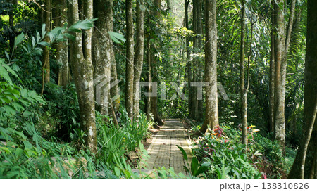 Walkway made from cement brick in the rainforest with tall trees. 138310826