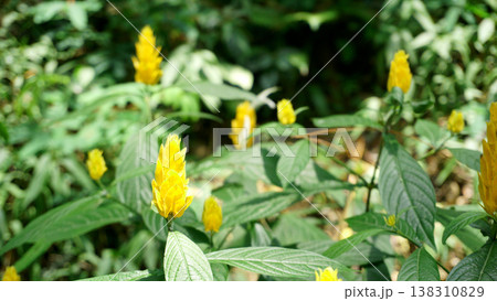 Yellow flower in the garden with green nature background. Yellow flower in the garden with green nature background. 138310829