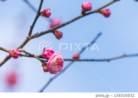 桃色の梅の花と枝と冬の空05 138310832