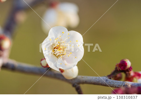 白色の梅の花と枝のクローズアップ01 138310837