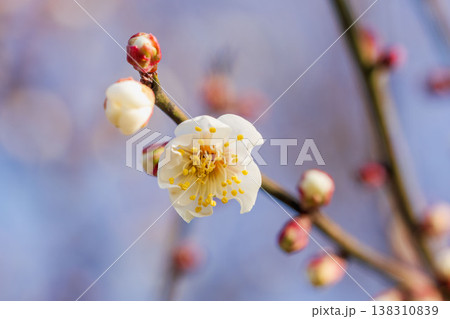 白色の梅の花と枝のクローズアップ02 138310839