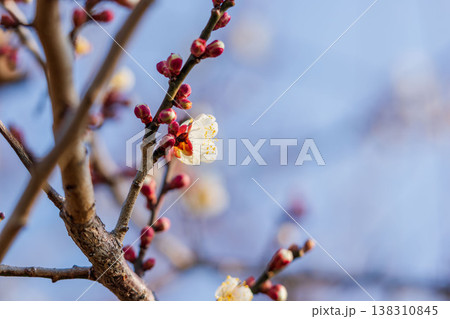 白色の梅の花と枝のクローズアップ05 白色の梅の花と枝のクローズアップ05 138310845