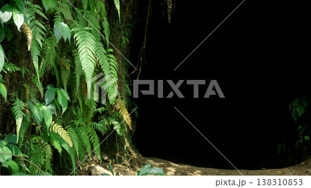 Green fern leaves on a black background in the rainforest. Tunnel in the jungle with green leaves. 138310853