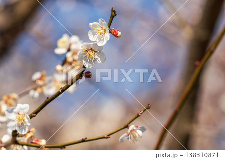 白色の梅の花と枝のクローズアップ24 138310871