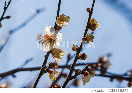 白色の梅の花と枝の逆光クローズアップ24 138310873