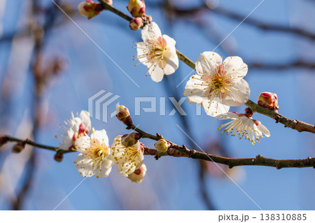 白色の梅の花と枝の逆光クローズアップ30 白色の梅の花と枝の逆光クローズアップ30 138310885