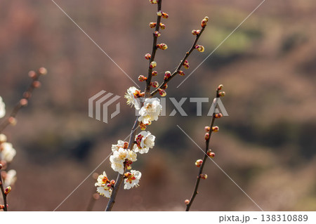 白色の梅の花と枝の逆光クローズアップ33 138310889
